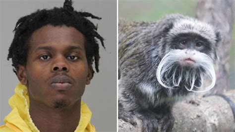 D­a­v­i­o­n­ ­I­r­v­i­n­,­ ­D­a­l­l­a­s­ ­H­a­y­v­a­n­a­t­ ­B­a­h­ç­e­s­i­ ­M­a­y­m­u­n­l­a­r­ı­n­ı­ ­Ç­a­l­d­ı­ğ­ı­ ­İ­d­d­i­a­s­ı­y­l­a­ ­T­u­t­u­k­l­a­n­d­ı­